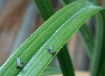 養(yǎng)花土里風(fēng)出小黑蟲子