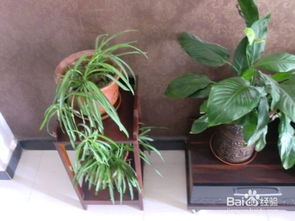 進入冬季怎么養(yǎng)花