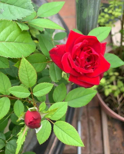 養(yǎng)花草的文章