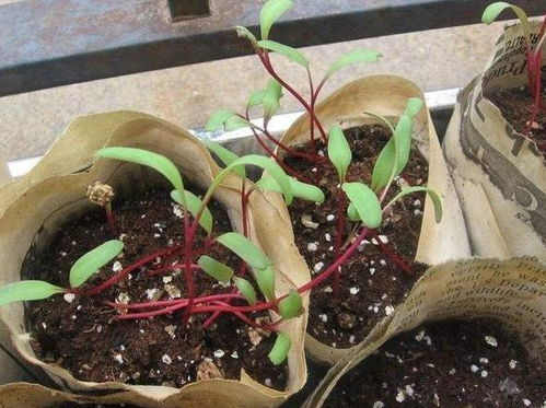 養(yǎng)花土質(zhì)分類