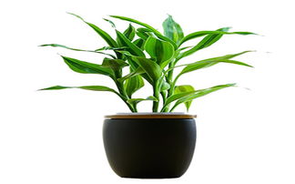 家養(yǎng)花出小蟲咋辦