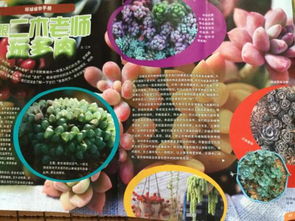 養(yǎng)花日記300字多肉