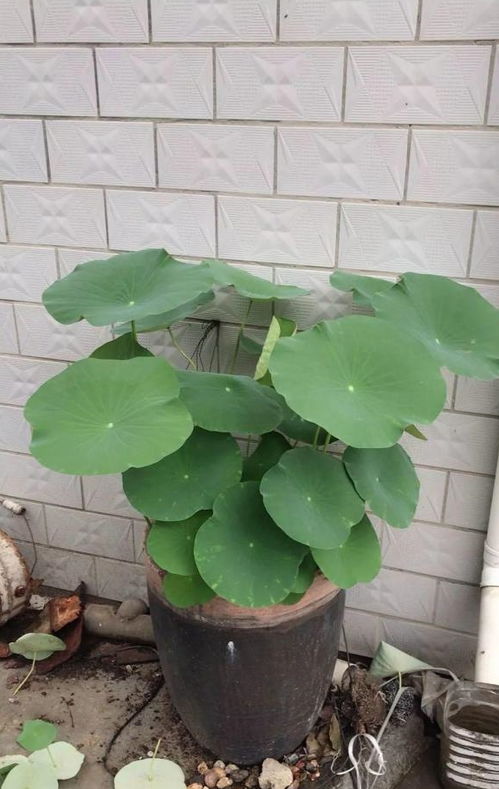 夢(mèng)見自己在大缸里養(yǎng)花