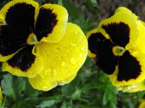 作者養(yǎng)花有什么收獲