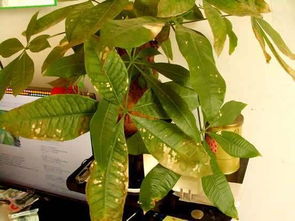 加鹽放花瓶里養(yǎng)花