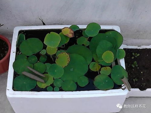 泡沫墊盆底養(yǎng)花