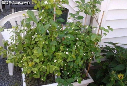 養(yǎng)花粗砂到底是多粗