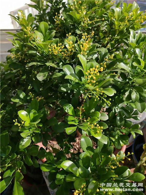 什么樣的有機(jī)肥養(yǎng)花好