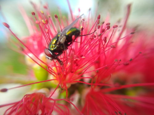 養(yǎng)花草招蒼蠅怎么辦