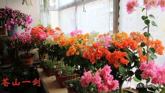 冬天陽臺養(yǎng)花如何保暖