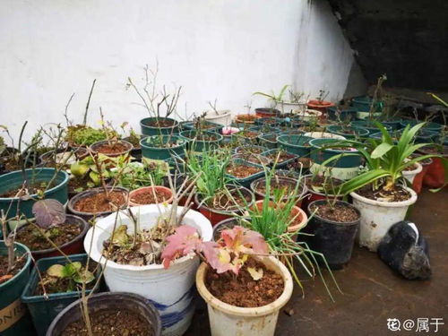 家里養(yǎng)花如何殺蟲(chóng)