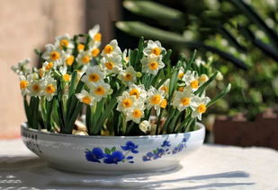 使養(yǎng)花用自來水澆花可以嗎