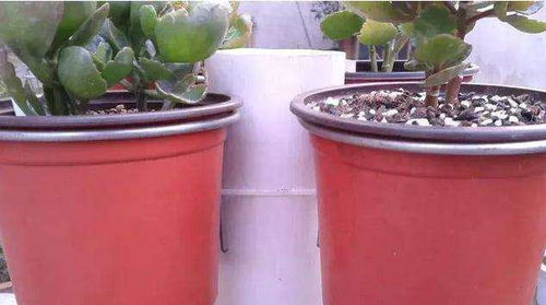 養(yǎng)花太占地方