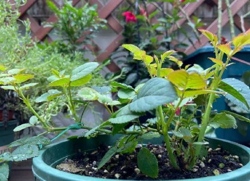 在家養(yǎng)花用什么菌藥