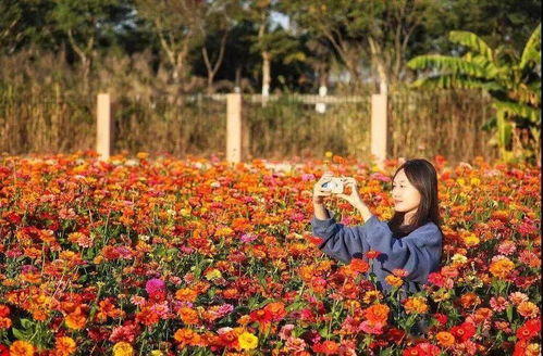 佛山哪里可以學(xué)養(yǎng)花