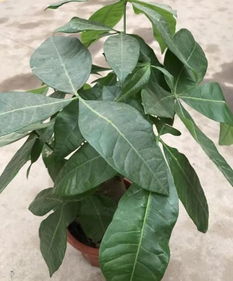 養(yǎng)花用什么牌子的復(fù)合肥好