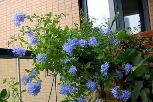 陽(yáng)臺(tái)養(yǎng)花的盆