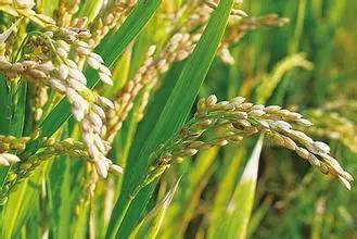 水稻養(yǎng)花期間被雨風破壞減產(chǎn)嗎