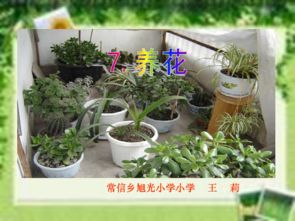 六級(jí)語(yǔ)文養(yǎng)花