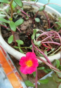 學生養(yǎng)花評比