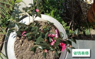 我愛養(yǎng)花仿寫