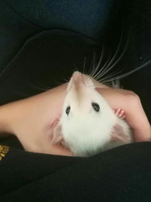 養(yǎng)花枝鼠可以不墊木屑嗎