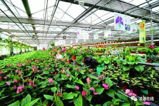 凍天大棚怎樣養(yǎng)花