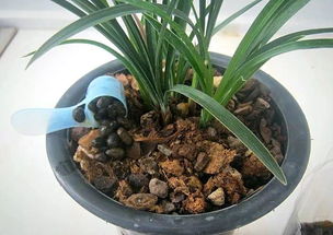 營養(yǎng)土養(yǎng)花怎樣澆水