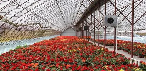 養(yǎng)花智能大棚