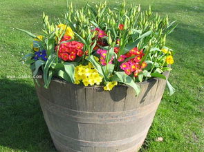 養(yǎng)花知識大全生根水