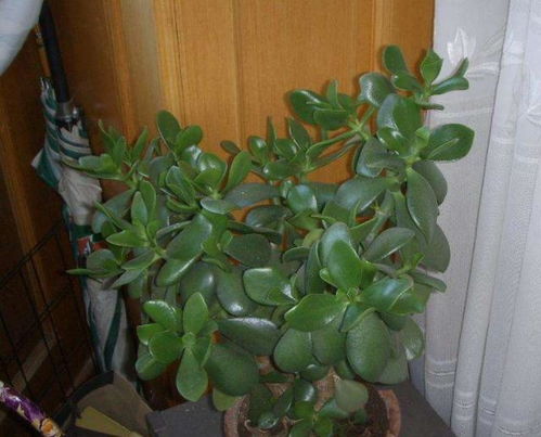 油渣和泥可以直接養(yǎng)花嗎