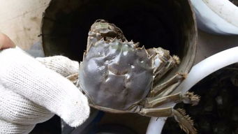 流水養(yǎng)花鰱每畝放多少