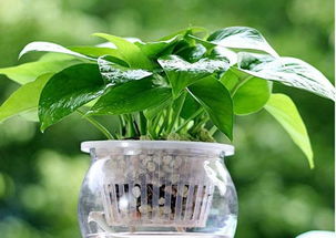 綠蘿養(yǎng)花方法