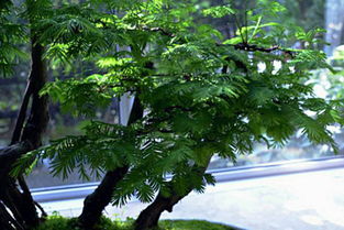 養(yǎng)花知識水杉的養(yǎng)護