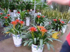 家養(yǎng)花卉樹及名稱大全