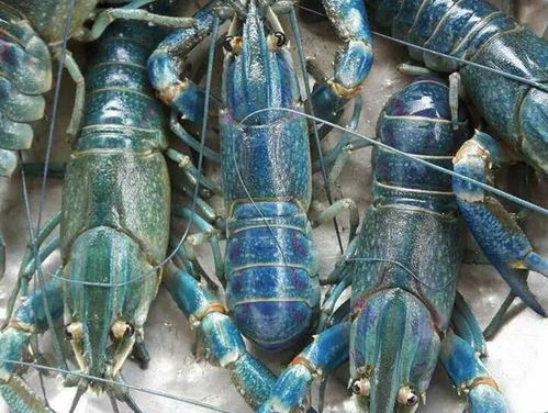 龍蝦田套養(yǎng)花鰱致富經(jīng)