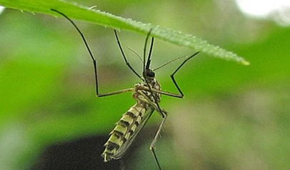 家里養(yǎng)花招蚊子怎么辦