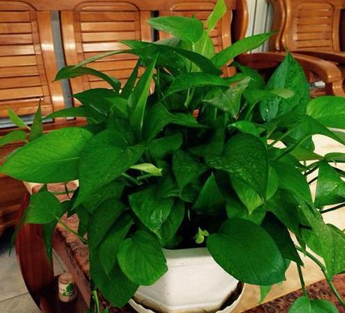 廚房廢物能養(yǎng)花嗎