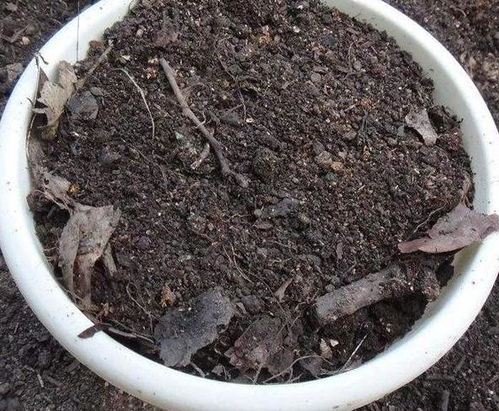 挖的土怎么處理來養(yǎng)花