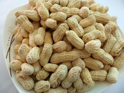 養(yǎng)花生蜜蟲怎么處理