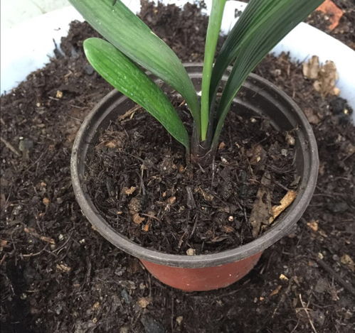 如何配制松針土養(yǎng)花