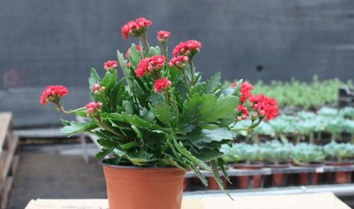 養(yǎng)花容易長小飛蟲嗎