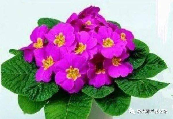 冬季養(yǎng)花溫度