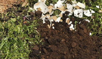 咖啡豆養(yǎng)花可以嗎