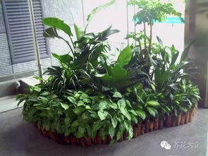 西雙版納適合養(yǎng)花嗎