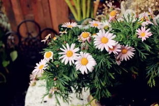 養(yǎng)花人的夢(mèng)作者是誰(shuí)