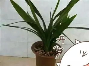 養(yǎng)花萬能土怎么配