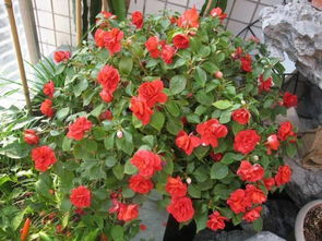 柳樹枝養(yǎng)花墊底要活的還是死枝呢