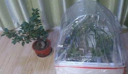 養(yǎng)花套塑料袋