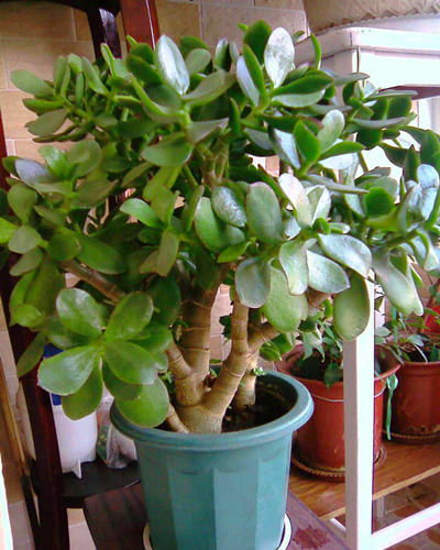 農村家養(yǎng)花卉